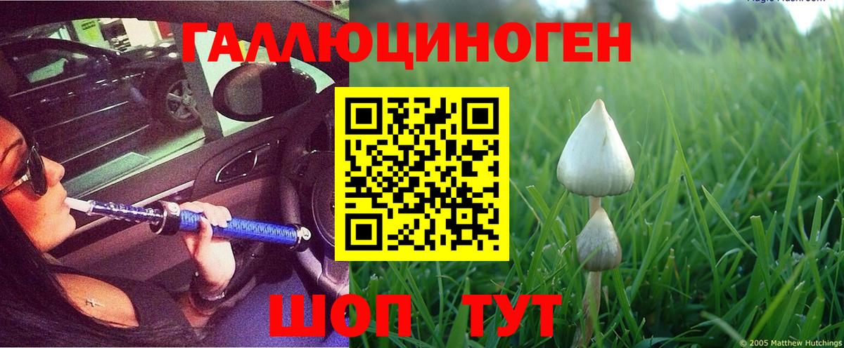 Псилоцибиновые грибы Psilocybe Благовещенск